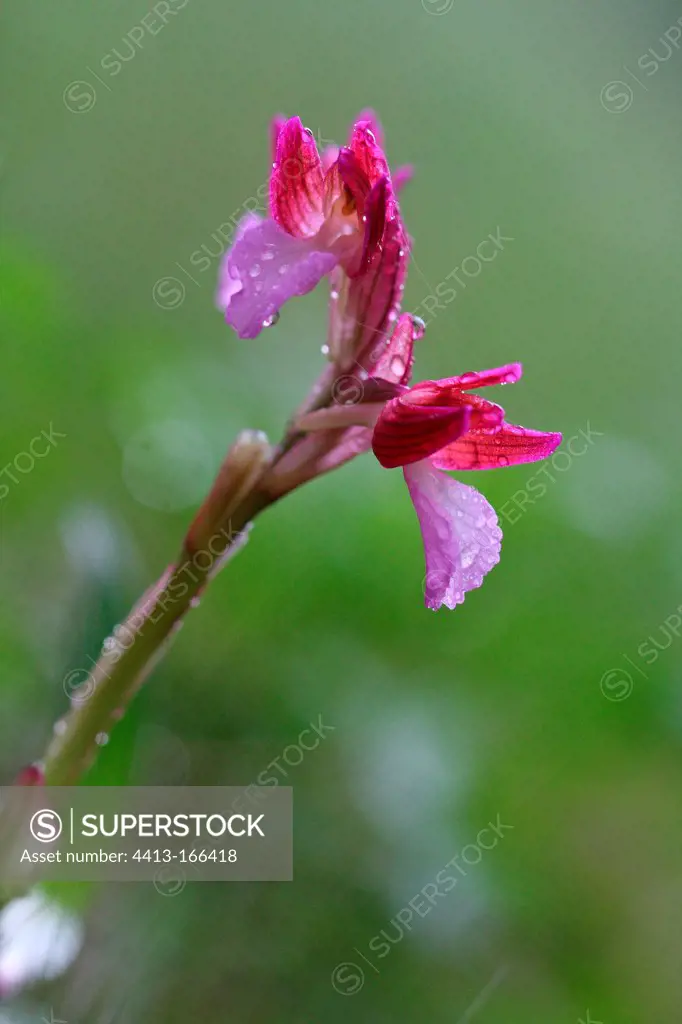 Pink Butterfly Orchi flowers Creeks of Piana Corsica France