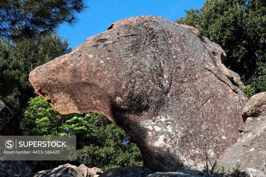 Rock-shaped head of a dog Creeks of Piana Corsica
