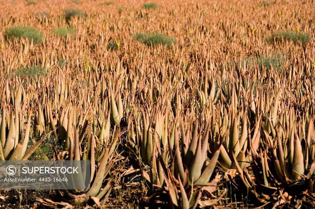 Culture of Aloe vera Fuerteventura Canary Island