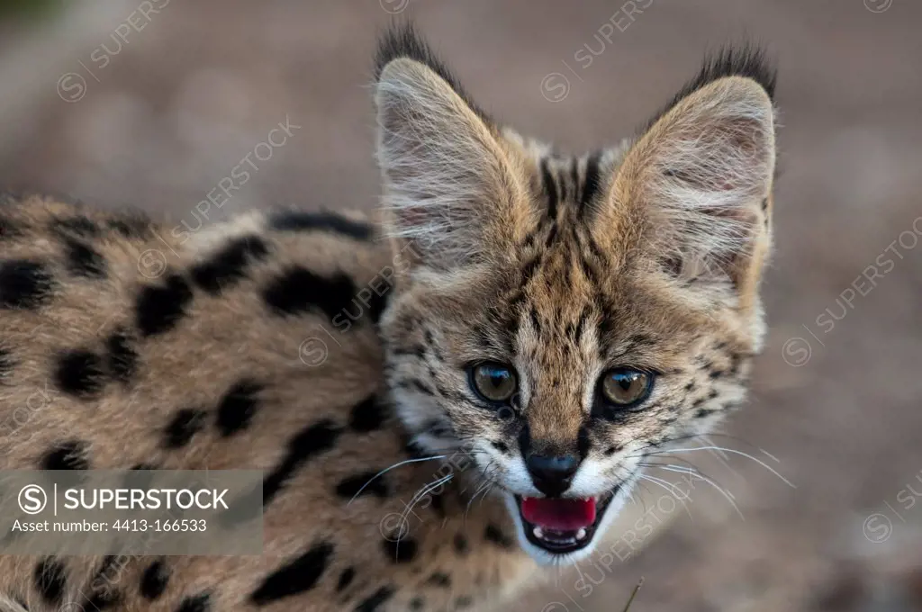 Portrait of a young Serval growling Kapama Game Reserve