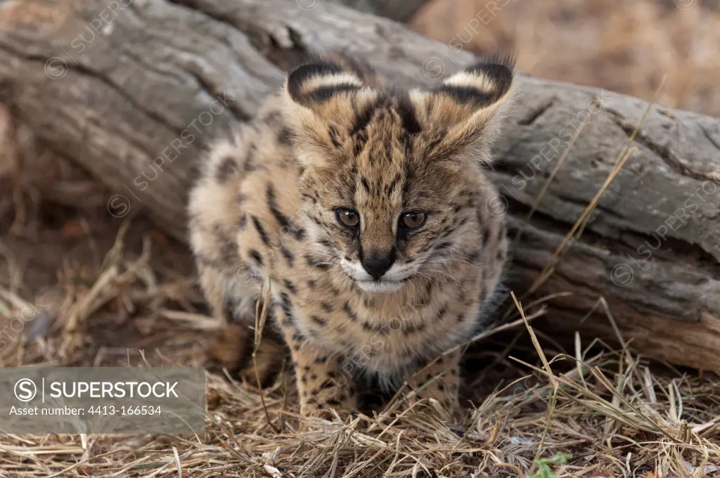 Young Serval near a trunk Kapama Game Reserve