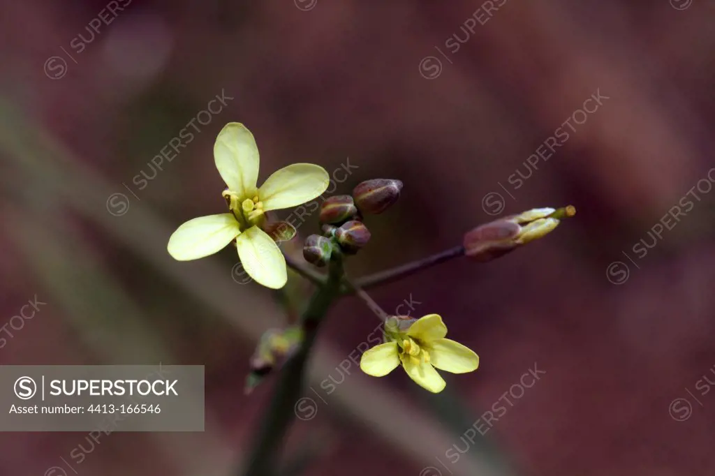 Asian mustard in bloom