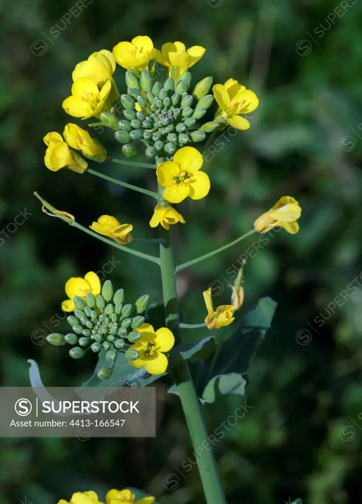 Field mustard in bloom