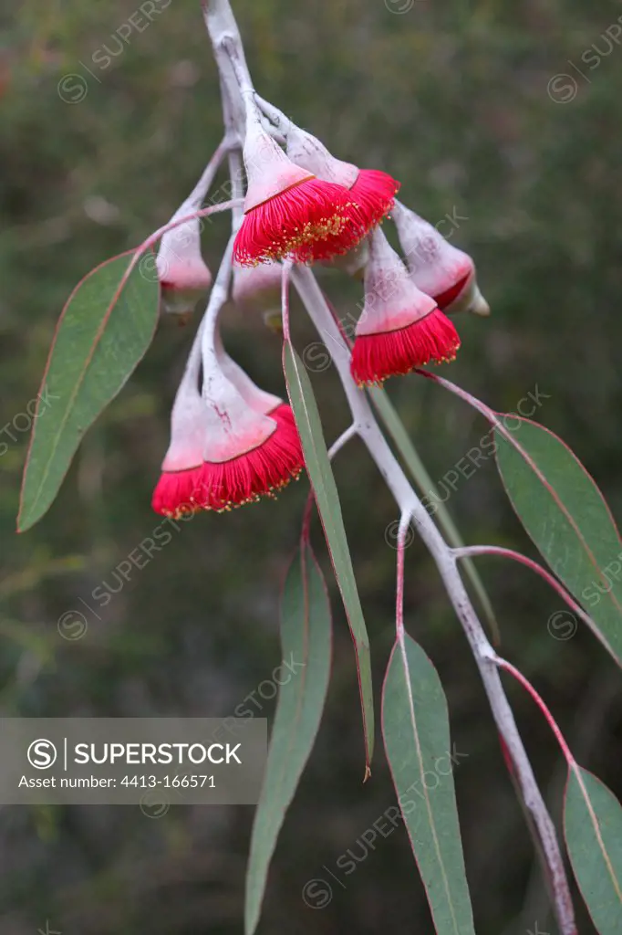 Gungurru Eucalyptus flowers in winter France