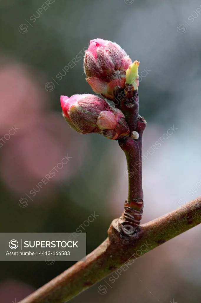 Peach flower bud ready to bloom France