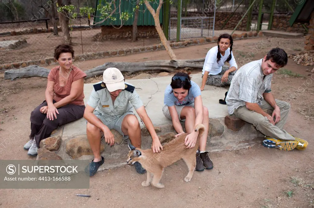 Caracal caressed by tourists and a guard Kapama Reserve