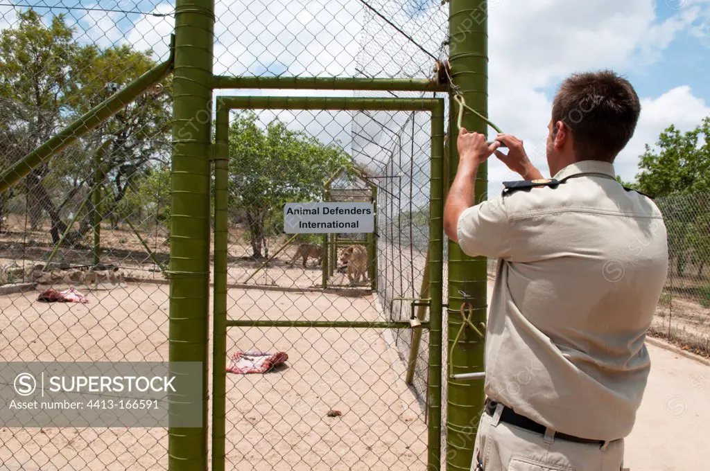 Lion fed by a guard in his enclosure Kapama Reserve