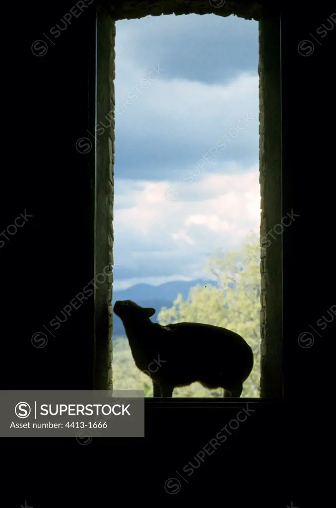Abyssin cat on a windowsill