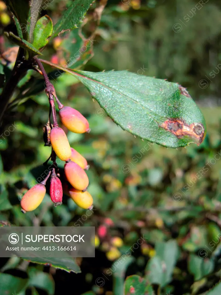 Barberry in fruit