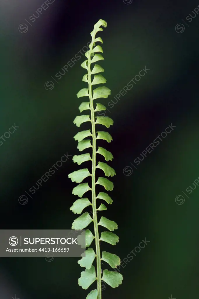 Green spleenwort