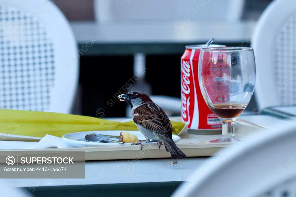 House Sparrow feeding on a restaurant table France