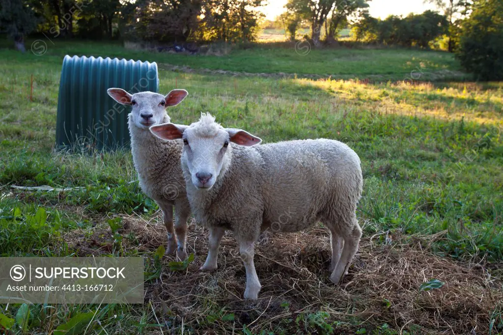Lambs in the Bresse France