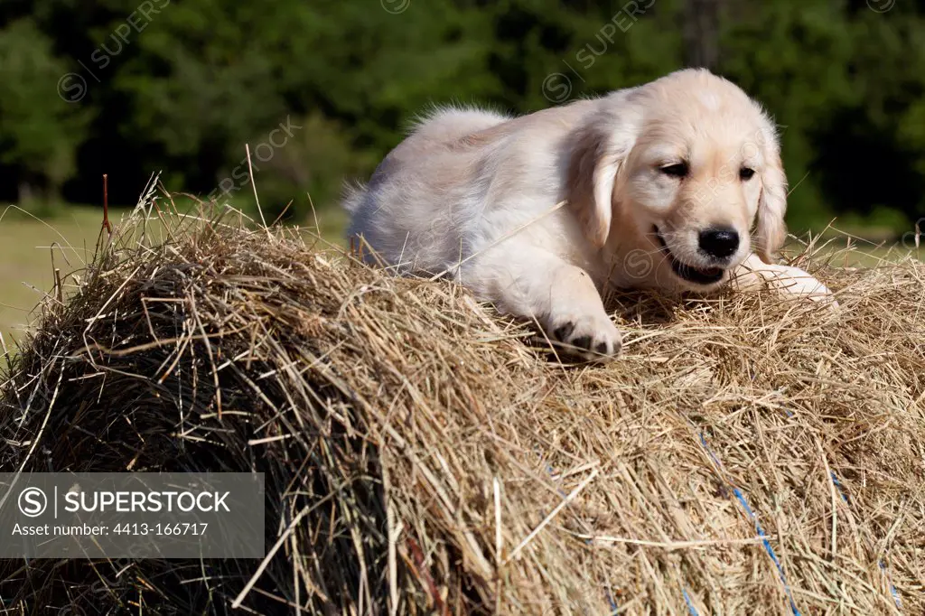 Golden retriever puppy on a haystack France