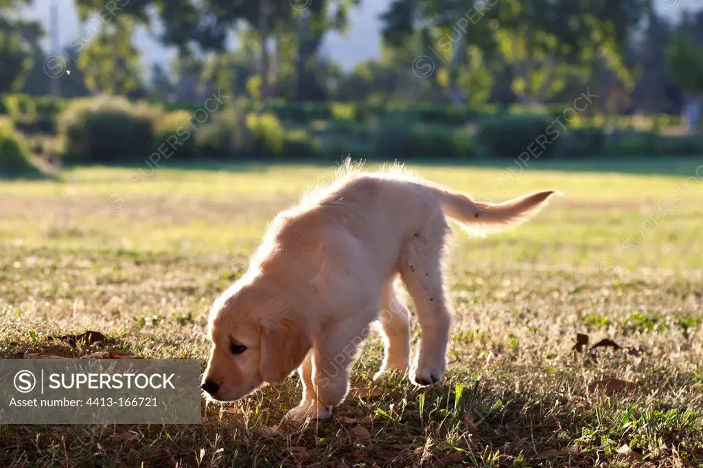 Golden retriever puppy smelling the ground France