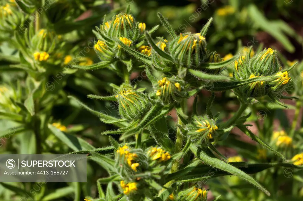 Chile tarweed in buds France
