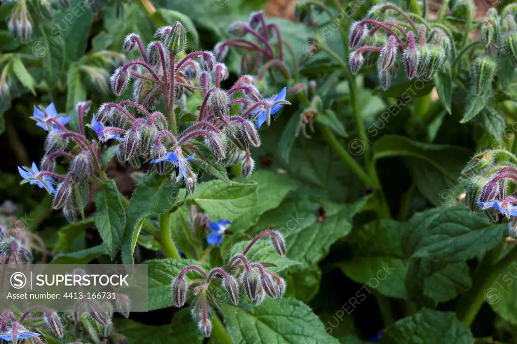 Common borages in bloom France