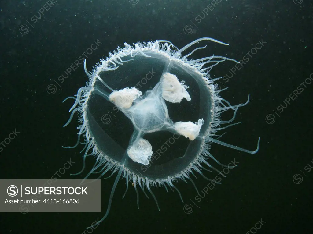 Freshwater jellyfish swimming in a gravel pit Rhone France