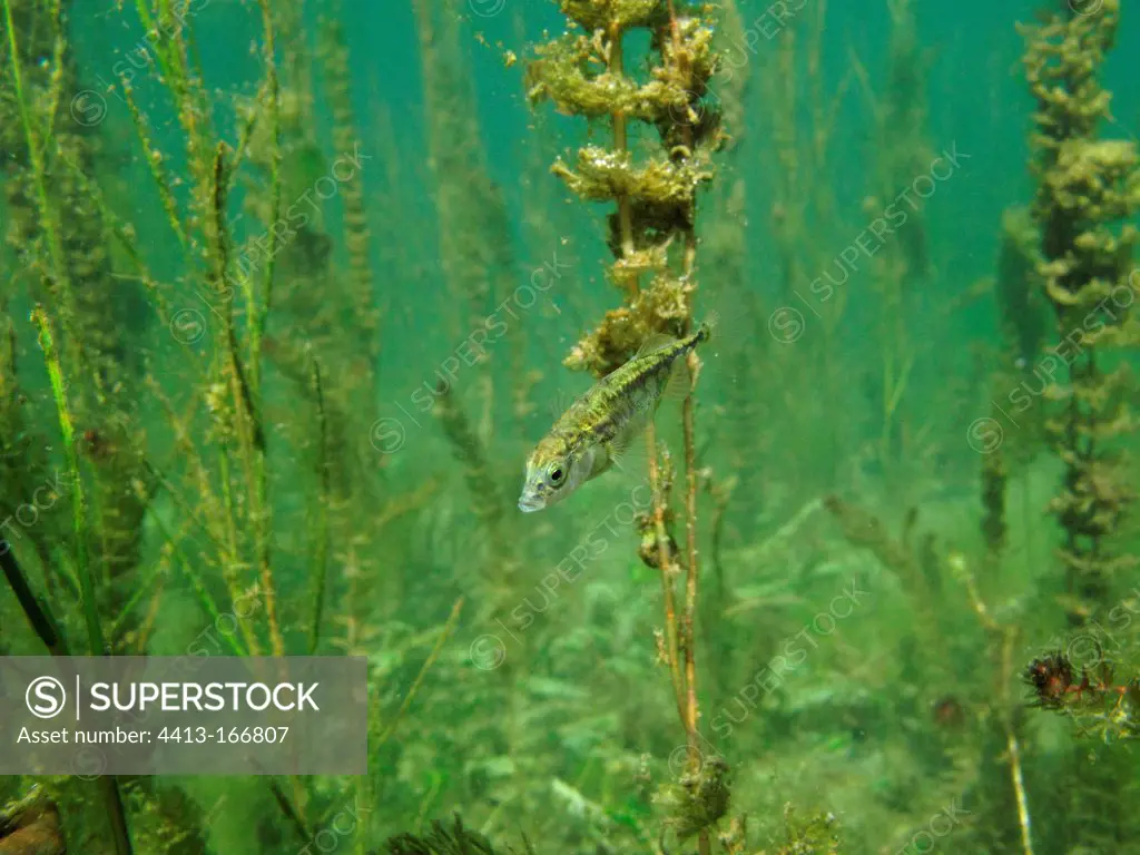 Stickleback in a backwater of the Rhone in the Savoie France