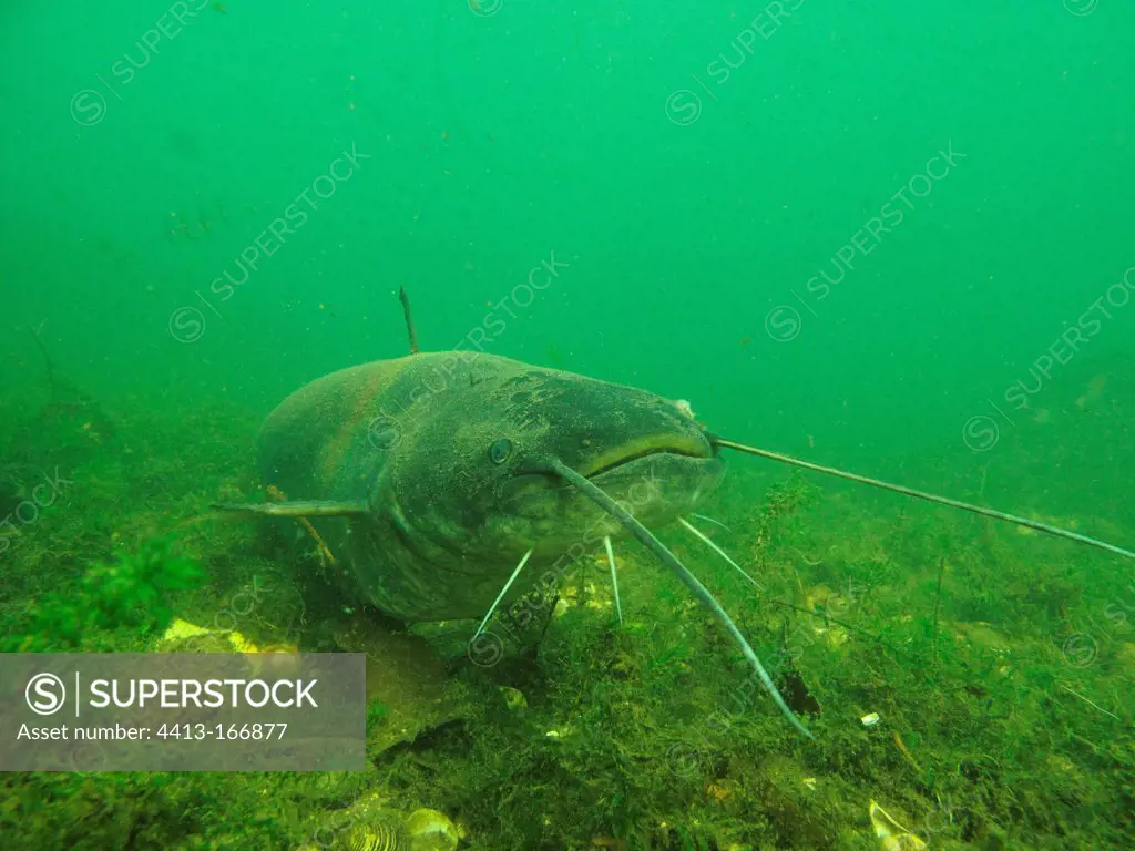Blind Wels catfish on the bottom the Rhône's River France