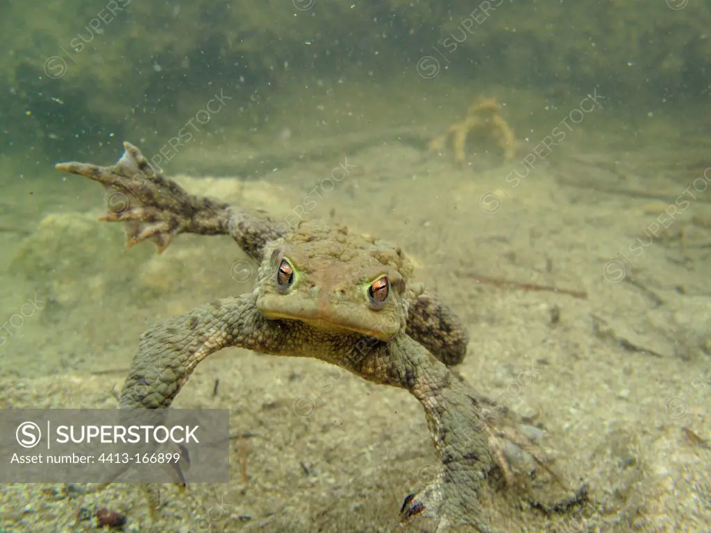 European toad male swimming in a lake Ain France