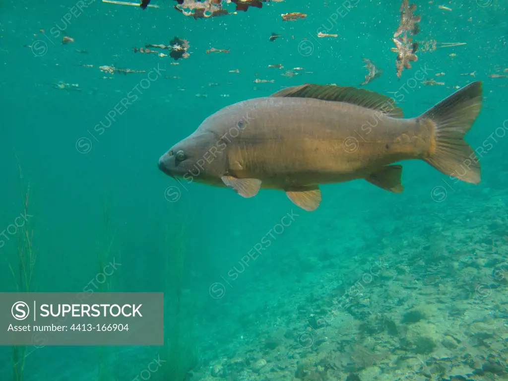 Common carp swimming in an excavation wetland area France