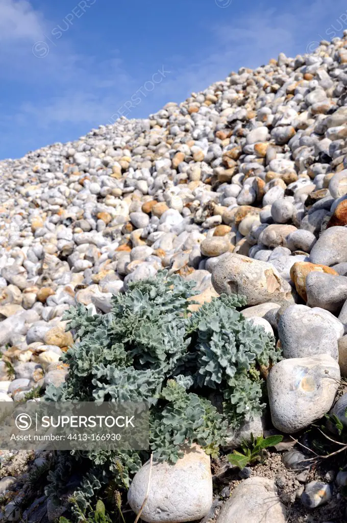Sea kale in a pebble bank in the Somme Bay France