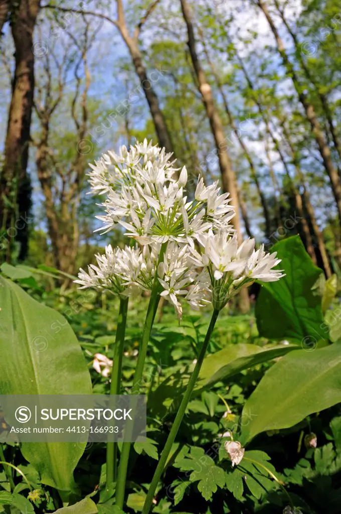 Ramsons in bloom in undergrowth in the Somme France