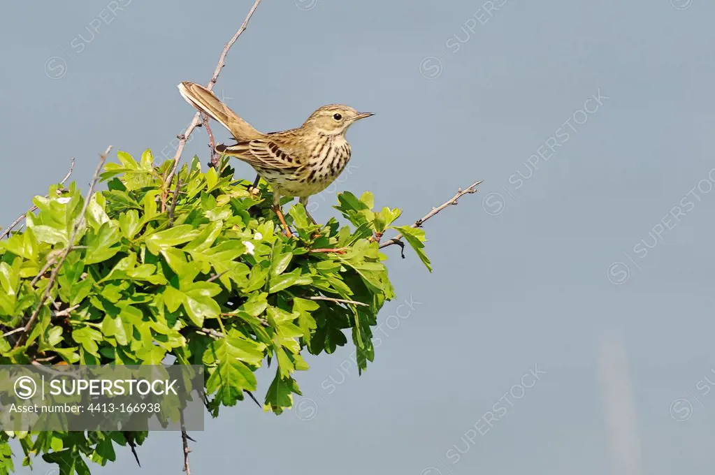 Rock pipit posed on a in the Somme Bay France