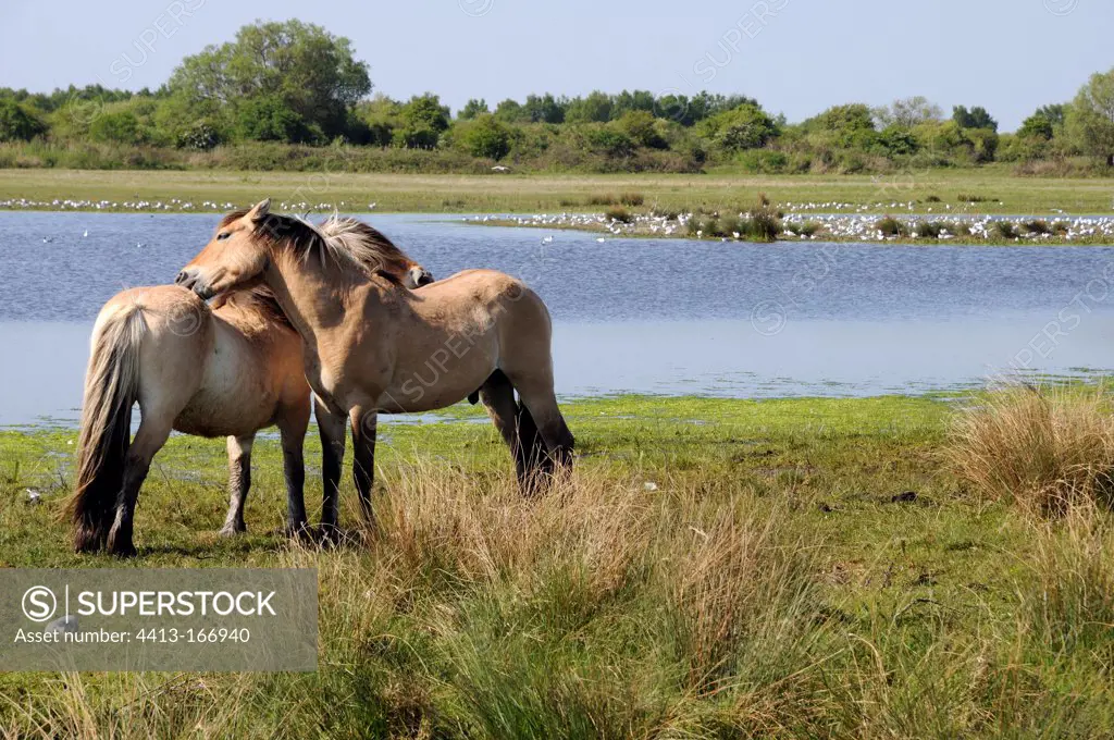 Henson horses in a marsh in the Somme Bay France