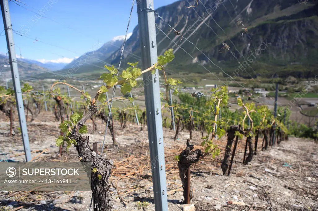Vines in the spring Rhone Valley Valais Switzerland
