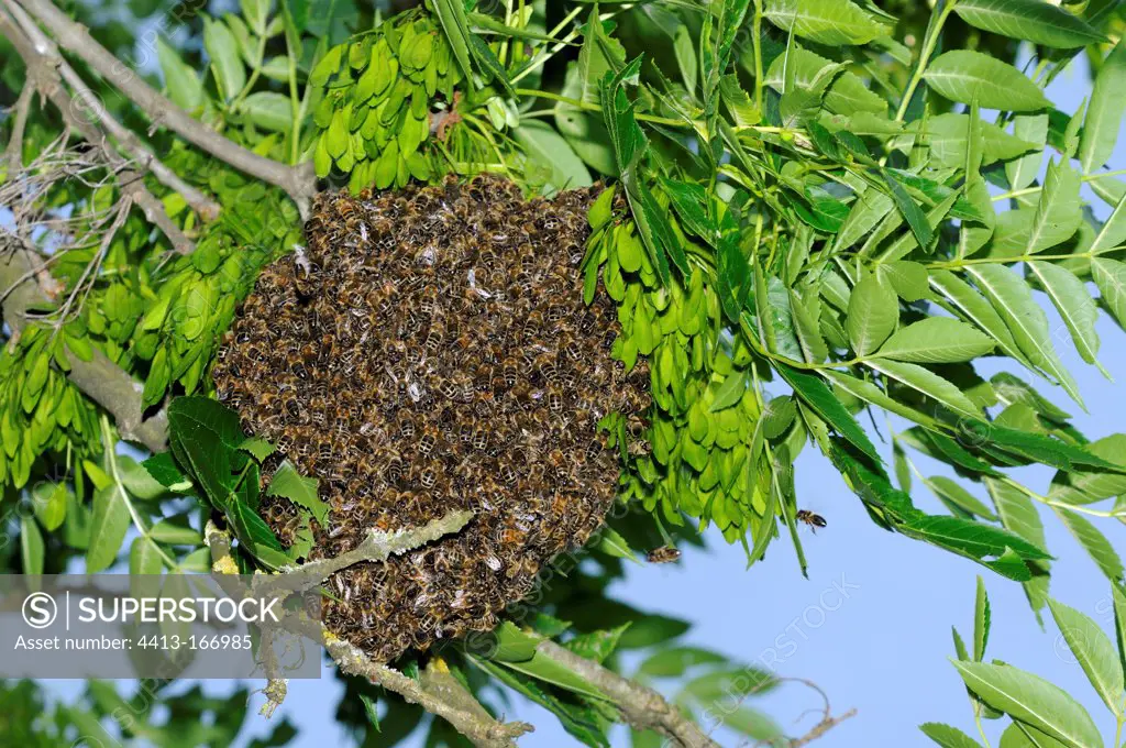 Swarm of bees in an ash in the Doubs France