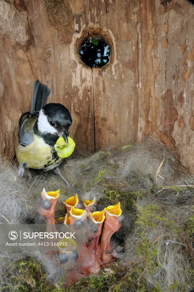 Great tit feeding its brood in a nest box Doubs France