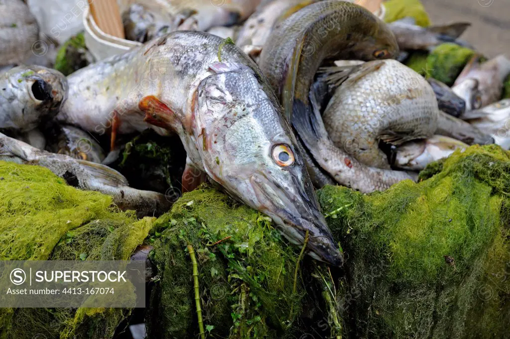 Pikes and trouts victims of pollution of Doubs River France