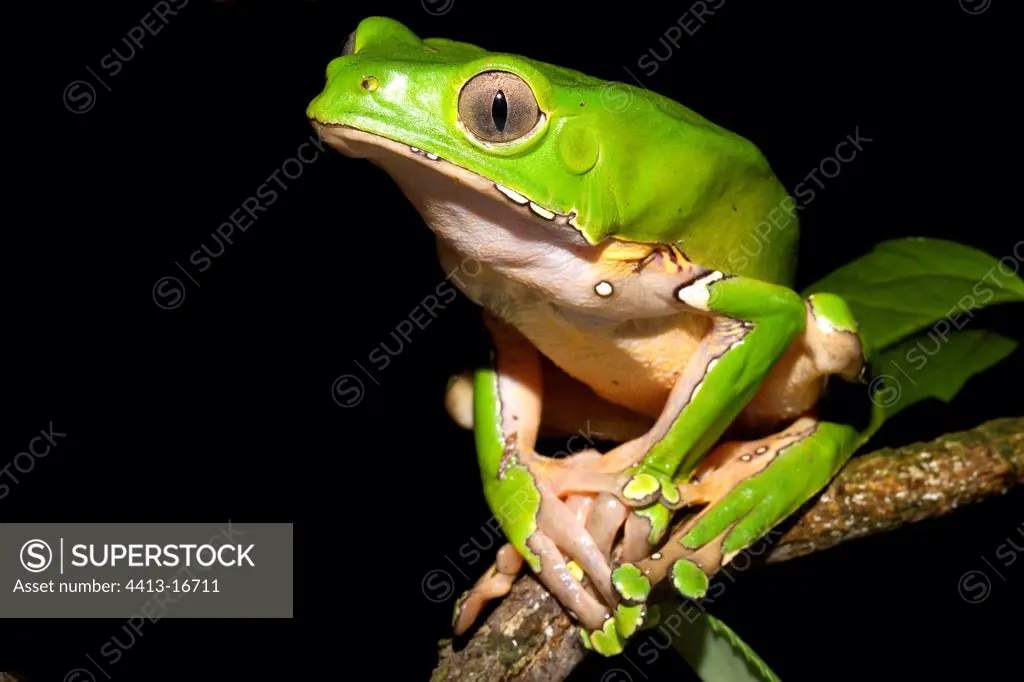 Portrait of a Monkey frog French Guiana