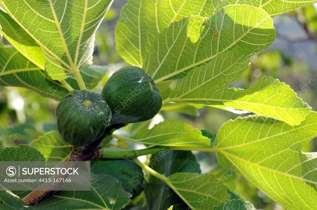 Unripe figs in the spring in the Cevennes France