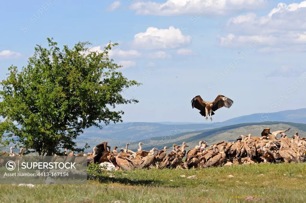 Quarry of Griffon vultures on a mass grave Cevennes France