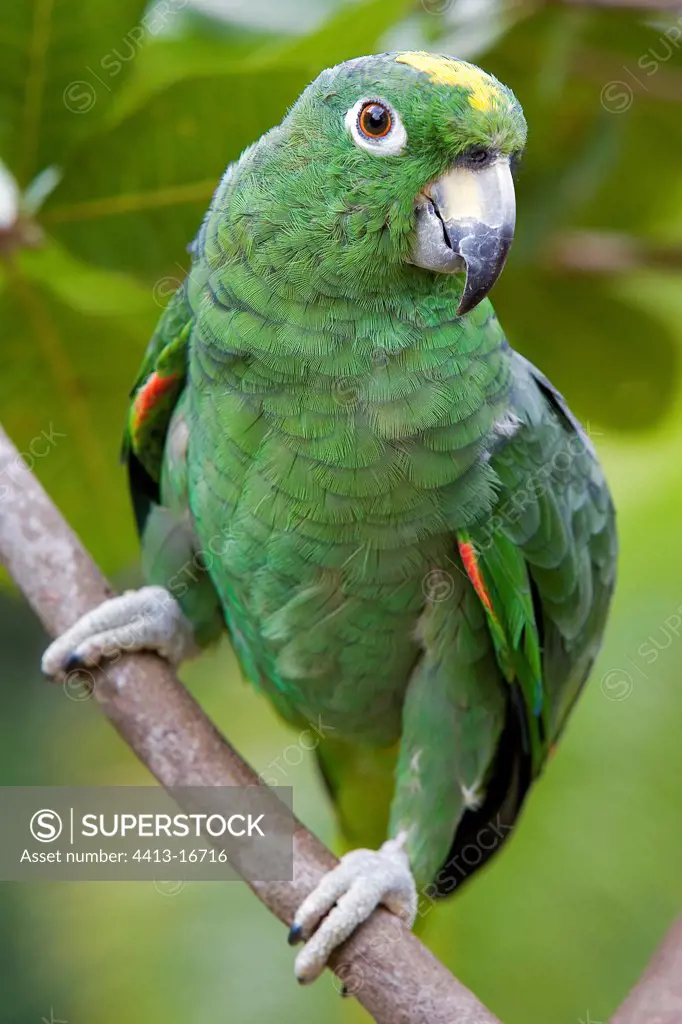 Mealy Parrot French Guiana
