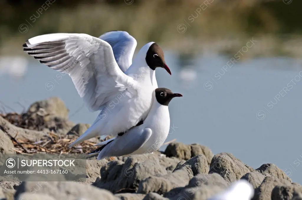 Mating of black headed gulls in the Somme Bay France