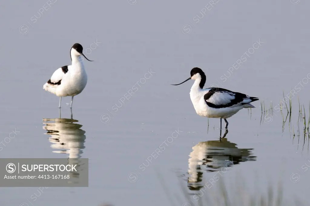 Couple of Pied Avocets in the Somme Bay France
