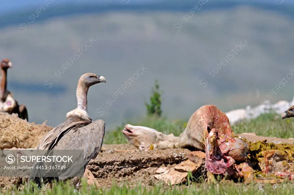 Eurasian Griffon Vulture in quarry on a mass grave France