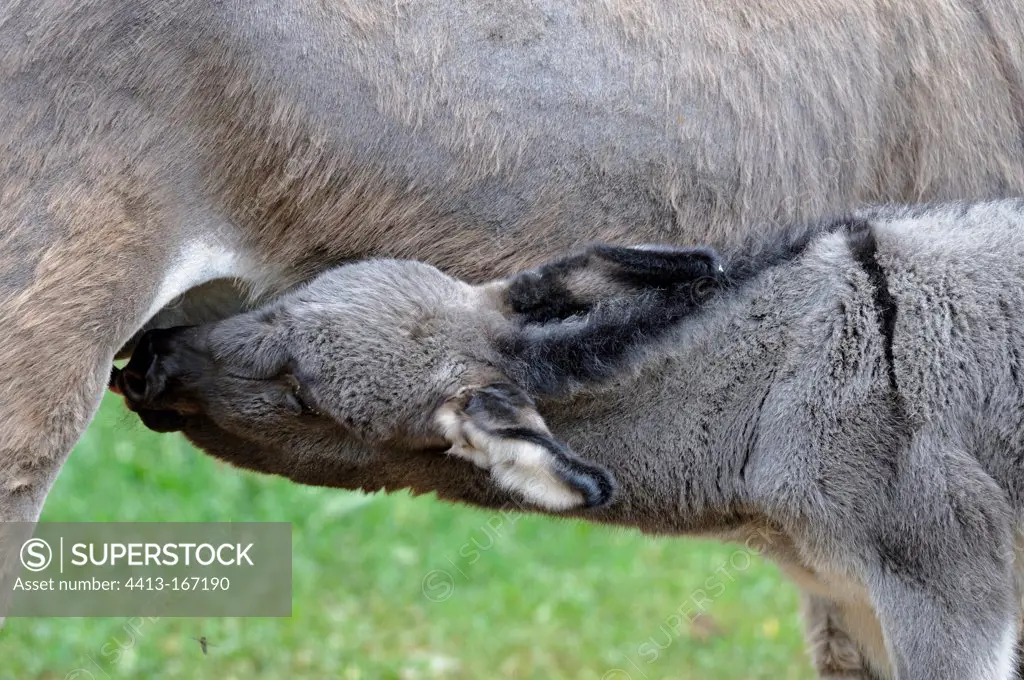 One day ass's foal sucking its mother Cevennes France