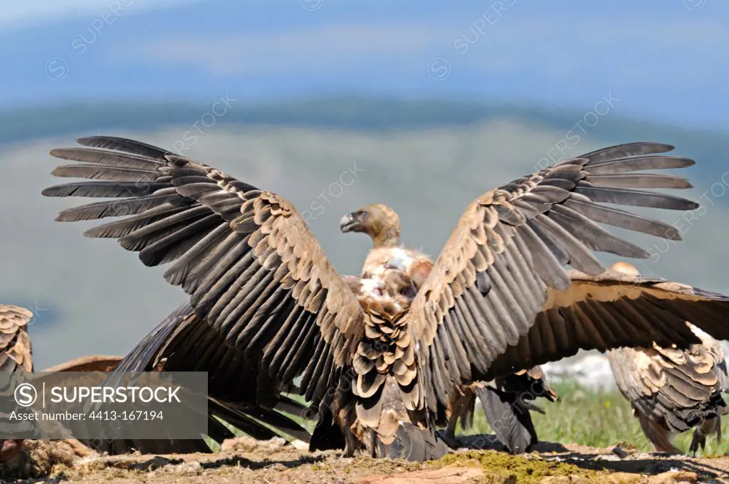 Eurasian Griffon Vultures in quarry on a mass grave France
