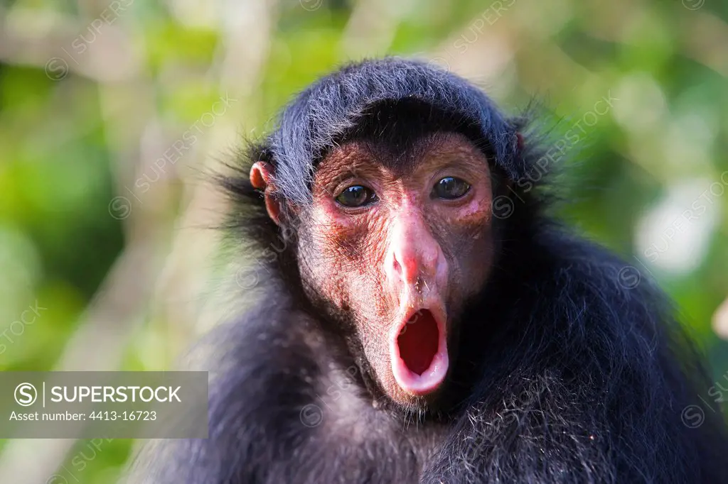 Red-faced black spider monkey shouting French Guiana