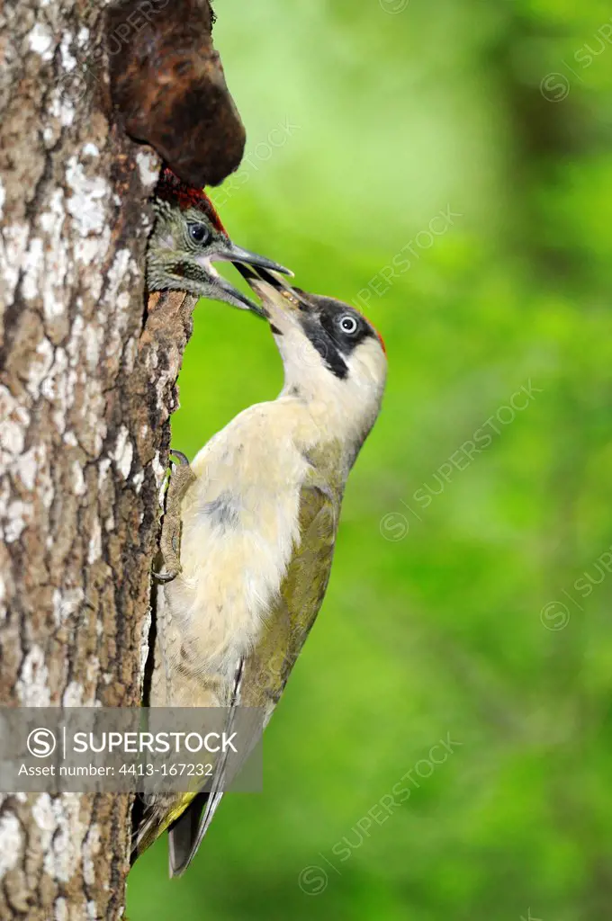 Green Woodpecker feeding its chicks France
