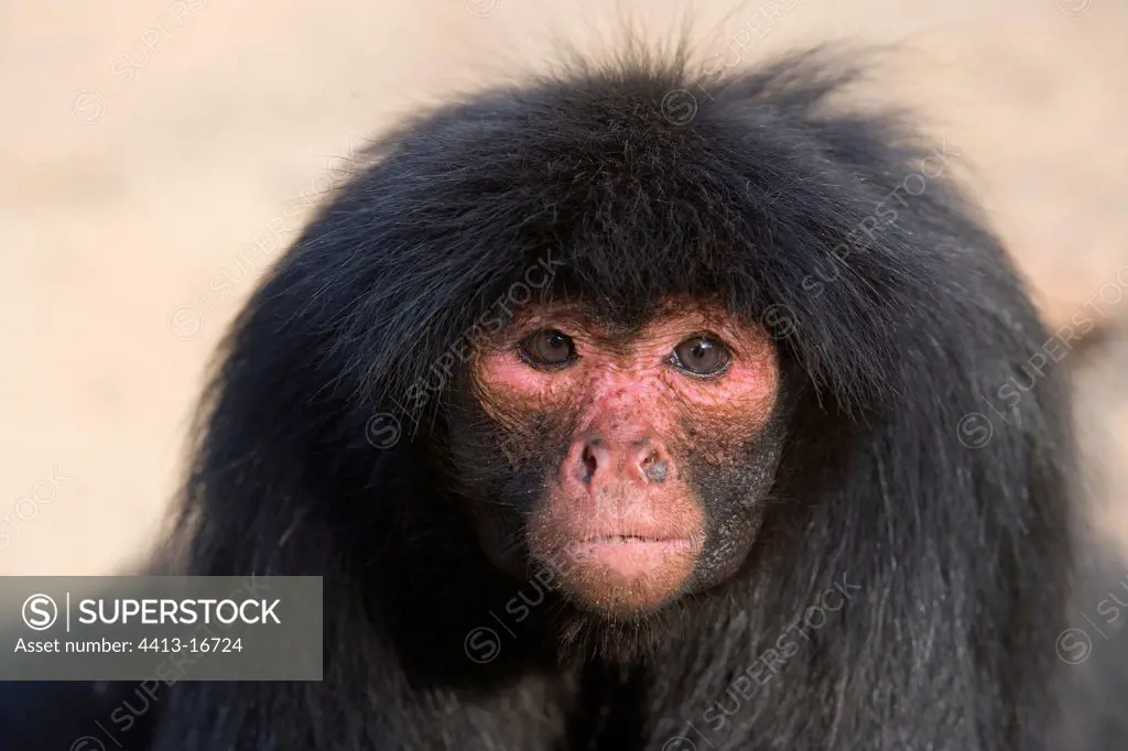 Portrait of a Red-faced black spider monkey French Guiana