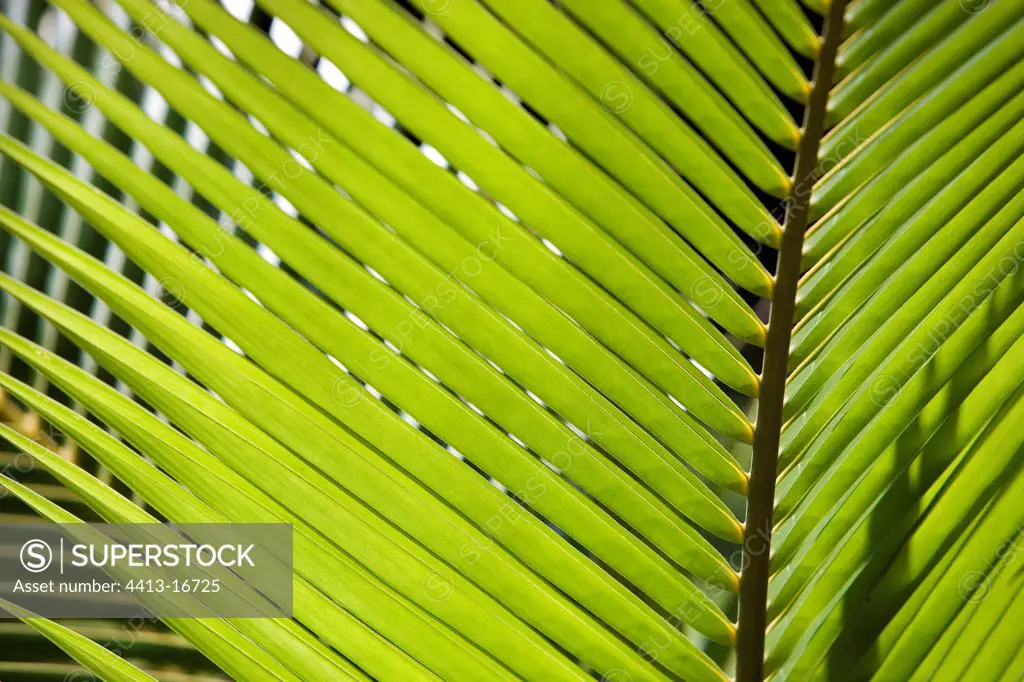 Coconut palm French Guiana