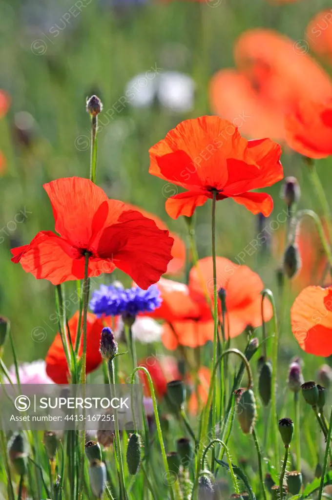 Flowered fallow with Poppies and cornflowers France