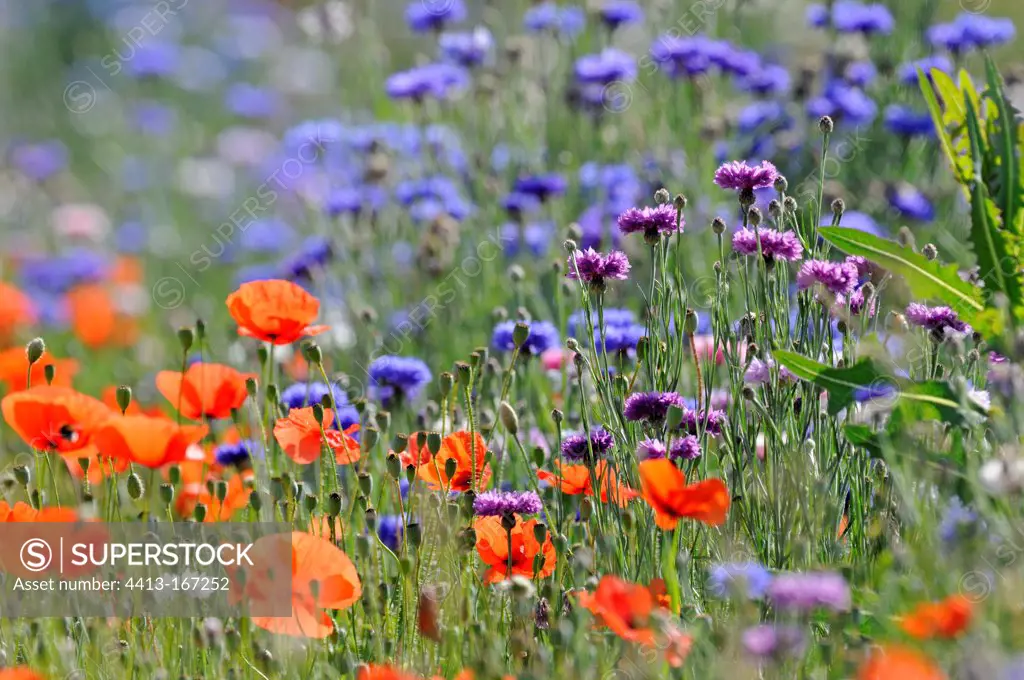 Flowered fallow with Poppies and cornflowers France