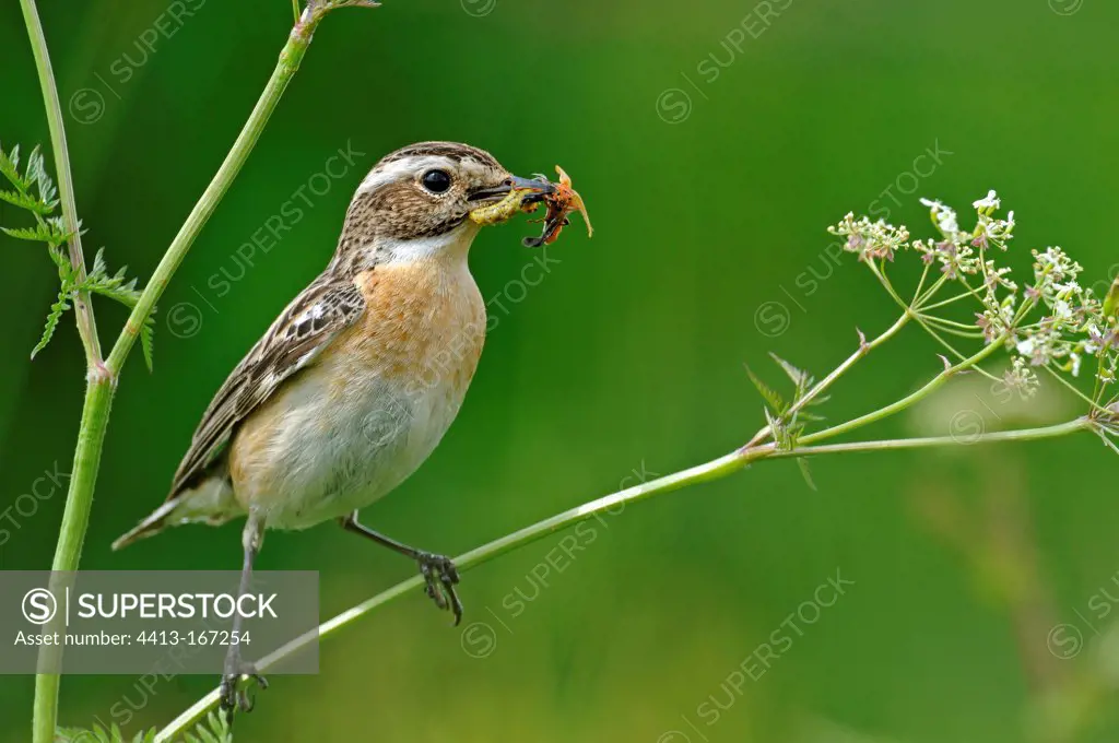 Winchat female with insects in the beak Doubs France