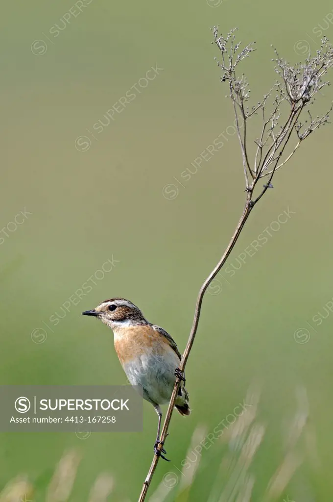 Winchat female on a twig Doubs France